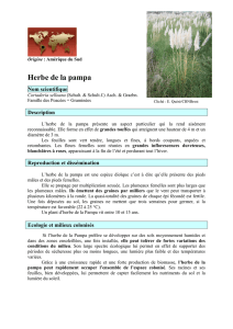 Herbe de la Pampa - Conservatoire botanique national de Brest