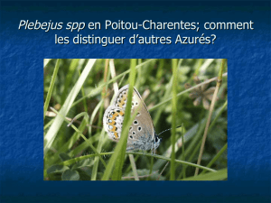 Plebejus : Clé de détermination - Poitou