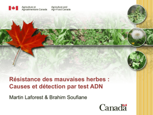Résistance des mauvaises herbes : Causes et détection par test ADN