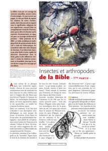 Les insectes de la Bible I / Insectes n° 137