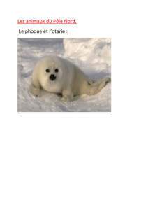Les animaux du Pôle Nord. Le phoque et l`otarie :