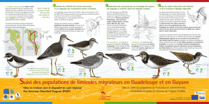 Poster de l`action Suivi des Limicoles Migrateurs- INTERREG