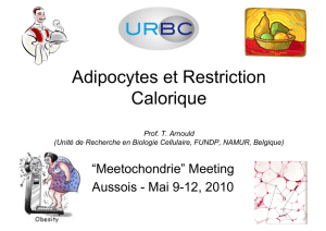 Adipocytes et Restriction Calorique