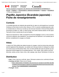 Popillia Japonica (Scarabée japonais)