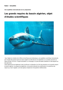 Les grands requins du bassin algérien, objet d`études scientifiques