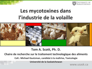 Les mycotoxines dans l`industrie de la volaille