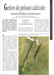 Insectes des pelouses calcicoles / Insectes n° 101