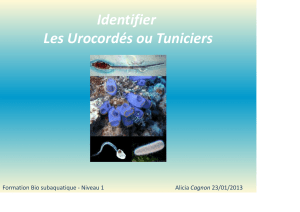 Identifier Les Urocordés ou Tuniciers