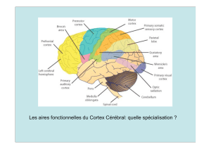 Les aires fonctionnelles du Cortex Cérébral: quelle spécialisation ?