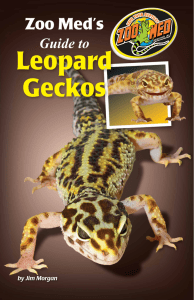 Leopard Geckos - Zoo Med Europe