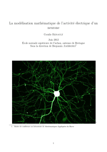 La modélisation mathématique de l`activité électrique d`un neurone