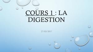 Cours 1 - digestion
