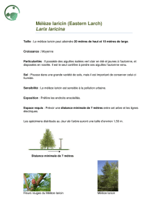 Mélèze laricin (Eastern Larch) Larix laricina