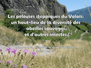 Les pelouses steppiques du Valais : un haut