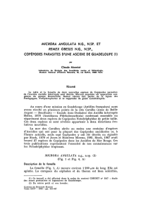 microra angulata ng, n.sp. et remex obesus ng, n.sp