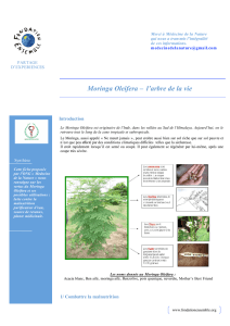 Moringa Oleifera – l`arbre de la vie