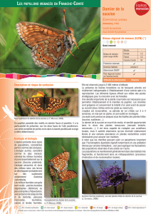 Les papillons menacés en Franche-Comté : Le Damier de la succise