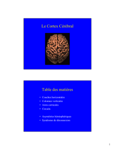 Le Cortex Cerebral