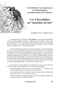 Les Chrysididae ou “mouches de feu” - Manche
