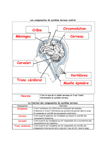 Crâne Circonvolution Méninges Cerveau Cervelet Vertèbres Tronc