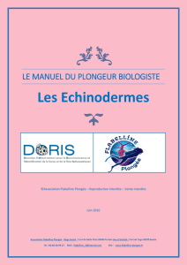 Les Echinodermes - Flabelline Plongée