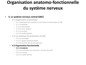 Organisation anatomo-fonctionnelle du SN
