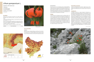 Lilium pomponium L. - Naturalia Publications