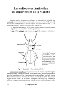 Les coléoptères Anthicidae du département de la - Manche