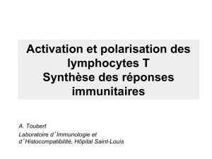 Activation et polarisation des lymphocytes T Synthèse des réponses