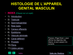 histologie de l`appareil genital masculin