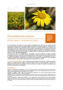 Chrysanthème des moissons (Glebionis segetum = Chrysanthemum