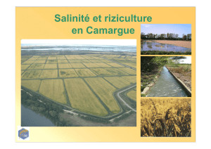 Salinité et riziculture en Camargue
