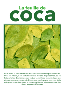 En Europe, la consommation de la feuille de coca est peu commune