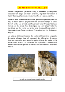 Les Bois Fossiles de MEILLERS - Le club minéralogique de Moulins