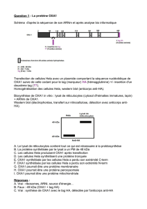 Question 1 : La protéine OXA1 Schéma d`après la séquence de son