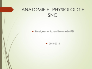anatomie-et-physiologie-du-snc-ifsi1-ere