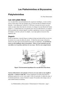 Les Plathelminthes et Bryozoaires Platyhelminthes