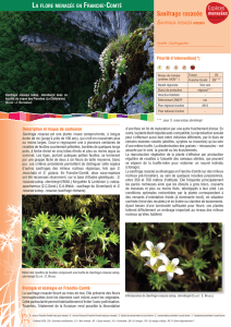 Saxifrage rosacée - Conservatoire Botanique de Franche