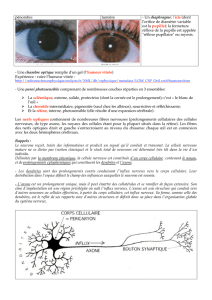 2) nerfs et centre optiques.3) la vision