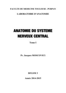 organogénèse du système nerveux - Anatomie Toulouse