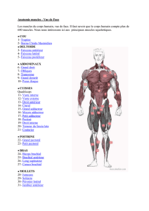 Anatomie muscles - Vue de Face Les muscles du corps humain, vue