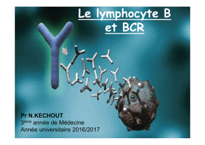 Le lymphocyte B et BCR