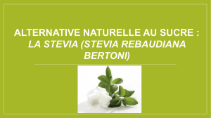 Alternative naturelle au sucre, Stevia rebaudiana Bertoni.