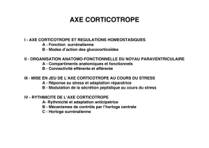 axe corticotrope