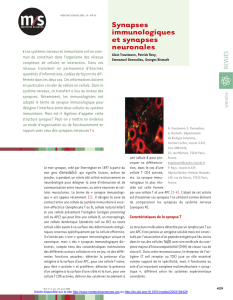 Synapses immunologiques et synapses neuronales - iPubli