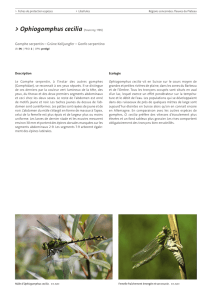 Fiches de protection espèces – Libellules – Ophiogomphus cecilia