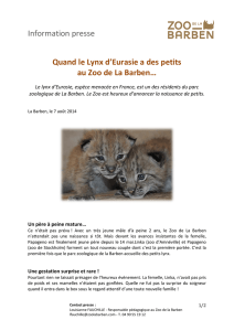 Information presse Quand le Lynx d`Eurasie a des petits au Zoo de