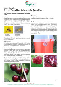 Mode d`emploi Droso-Trap piège à drosophile du cerisier