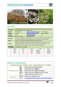 Koelreuteria paniculata - Catalogue Pépinière Guy Lemaire et fils