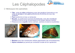 Les cephalopodes V1
